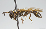 Polybiomyia arietis