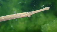 Broadnose Pipefish