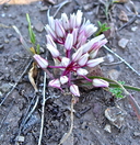 Photo of Allium siskiyouense
