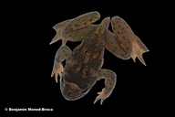 Ascaphus truei