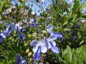 Blue Butterfly Bush