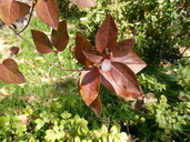 Rhododendron weyrichii