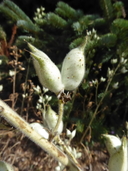 Delphinium staphisagria
