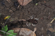 Leptodactylus natalensis