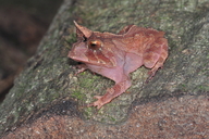 Proceratophrys renalis