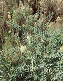 Astragalus hornii var. hornii