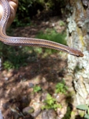 Forbes' Graceful Brown Snake