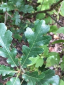 Quercus garryana var. semota