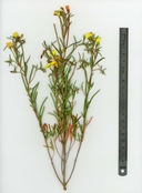 Camissonia integrifolia