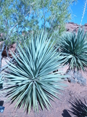 Yucca schottii