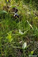 Photo of Fritillaria lanceolata var. tristulis