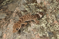 Border Thicktail Gecko
