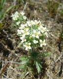 Photo of Navarretia cotulifolia