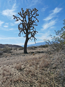 Yucca brevifolia ssp. brevifolia