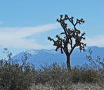 Yucca brevifolia ssp. brevifolia