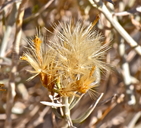 Ericameria nauseosa ssp. albicaulis