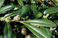 Prunus laurocerasus var. zambeliana