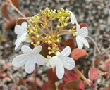 Viburnum plicatum