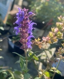 Salvia x sylvestris
