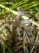 Aphyllon californicum ssp. grayanum