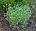 Eriophyllum lanatum var. lanceolatum