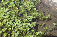Pond Water Starwort