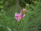 related image