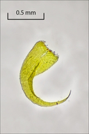 Ctenidium molluscum