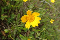 Lasthenia californica ssp. bakeri
