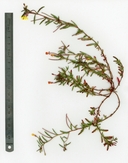 Camissonia sierrae ssp. sierrae