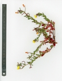 Camissonia sierrae ssp. sierrae