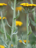 Helichrysum dasyanthum