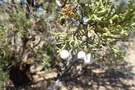 Juniperus californicus
