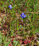 Heliophila coronopifolia
