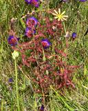Poppy-flowered Sundew