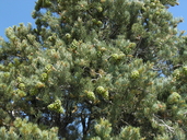 Pinus monosperma