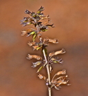 Calamintha sylvatica ssp. ascendens