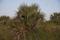 Lala Palm
