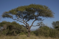 Acacia burkei