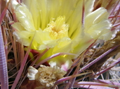 Ferocactus cylindraceae