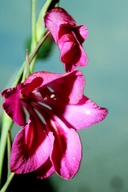 Gladiolus imbricatus