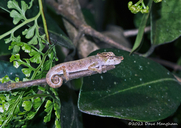 Angozongahy Nosed Chameleon