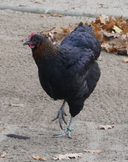 Langschan Chicken