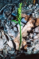 Botrychium lanceolatum ssp. angustisegmentum
