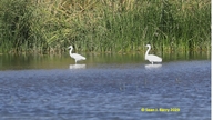 Egretta garzetta