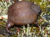 Breviceps fuscus