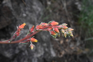 Echeveria paniculata