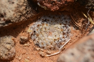 Mammillaria breviplumosa