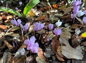 Persian Violet