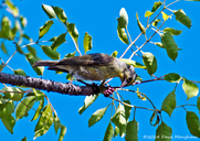 Yellow-fronted Canary